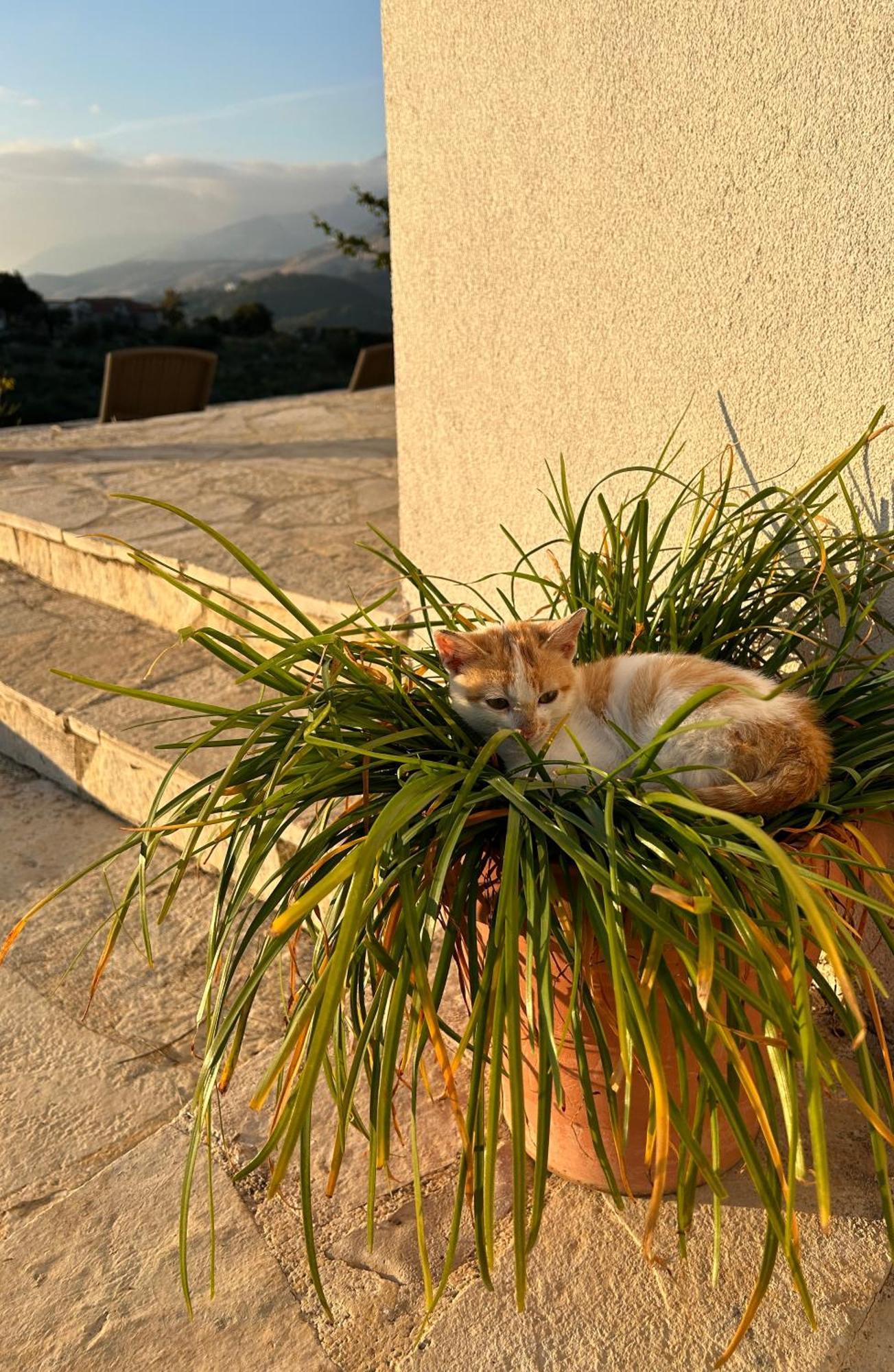 Hostel On The Hill - By Filikuri Beach Himarë Dış mekan fotoğraf